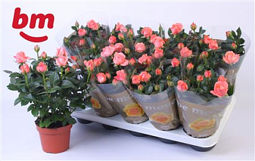 Rosa Candy Beau Monde