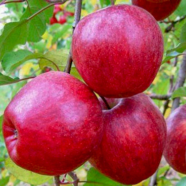 Яблоня домашняя Моди