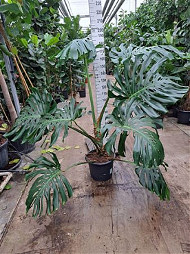 Monstera Xxl