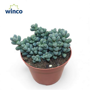 Delosperma Lehmannii