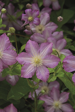 Клематис фиолетовый Полька