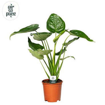 Alocasia Cucullata P24 (air So Pure)