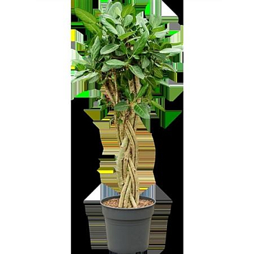 Ficus Benghalensis Audrey Twisted Stem