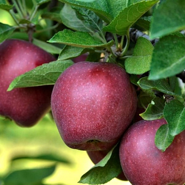Яблоня домашняя Джеромини