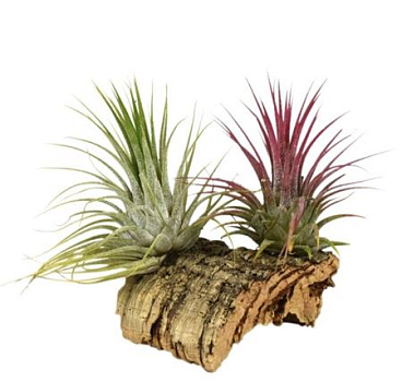 Tillandsia Cork Small