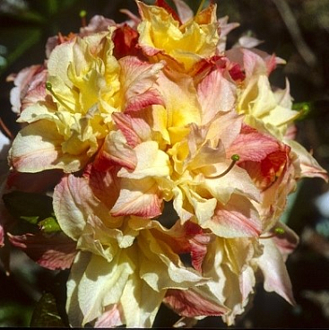 Азалия нэп-хилл Кеннонс Дабл