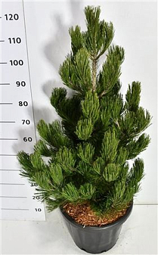 Pinus Held Satellit