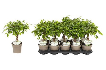 Ficus Be Tarana Twisted Stem