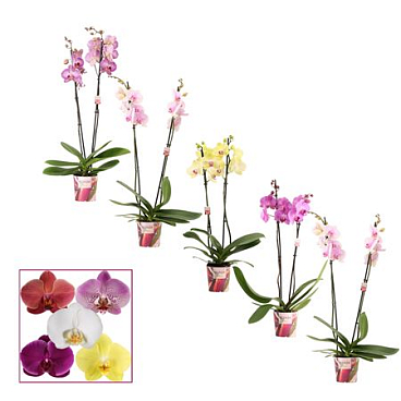 Phal 2st Fonda Muant (duijn)