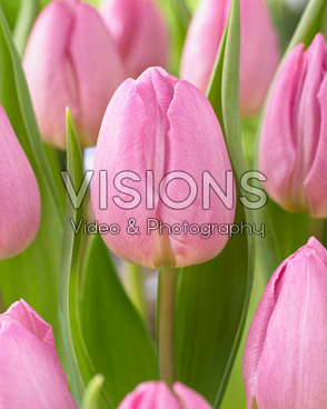 Тюльпан триумф Лайт Пинк Принц