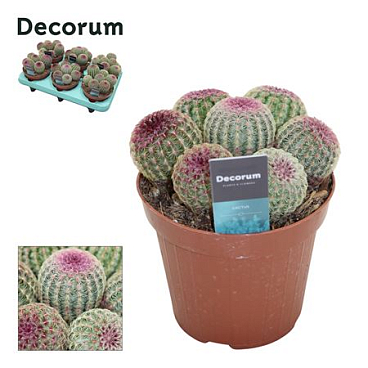 Echinocereus Rubrispinus