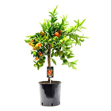 Citrus Kuclie On Stem