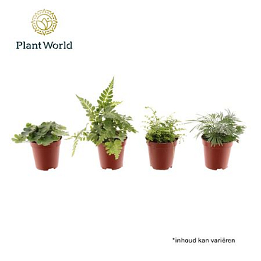 Fern Mix (decorum)