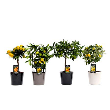 Citrus Mix In Ceramic Roma