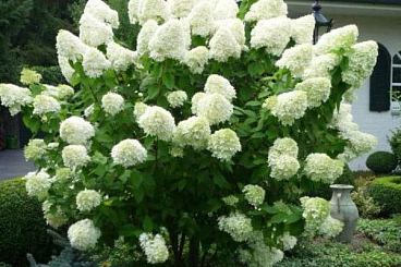 Гортензия метельчатая Полар Беар