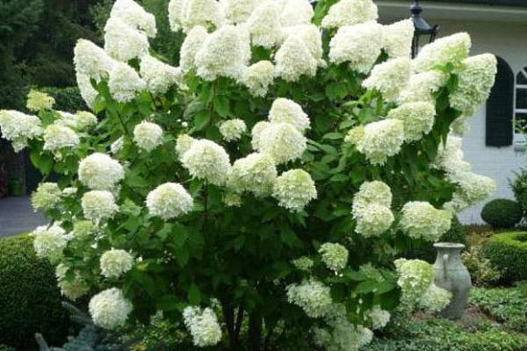 Гортензия метельчатая Полар Беар