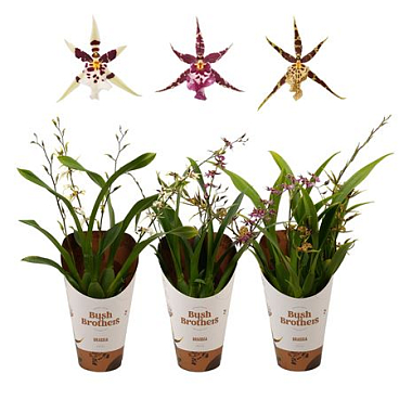Brassia 3st Titanium