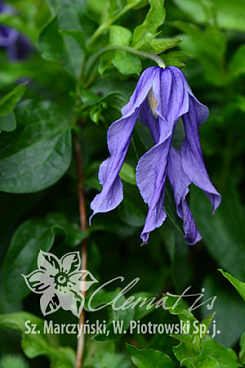 Клематис цельнолистный Литтл Артист