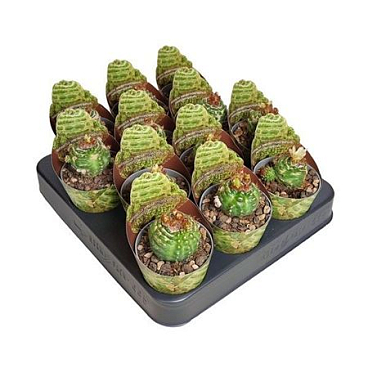 Notocactus Werdermannianus Mostruoso Potcover