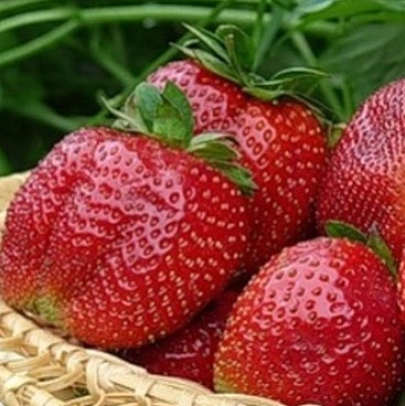 Земляника Лорд