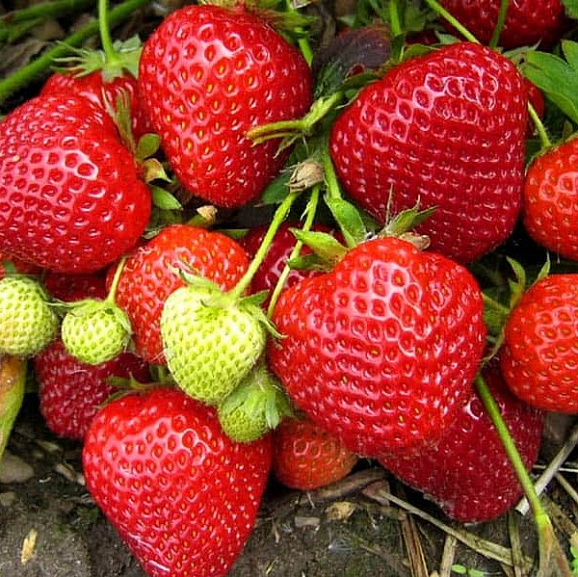 Земляника Пандора