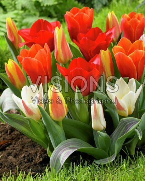 Тюльпан гибрид кауфмана Микс