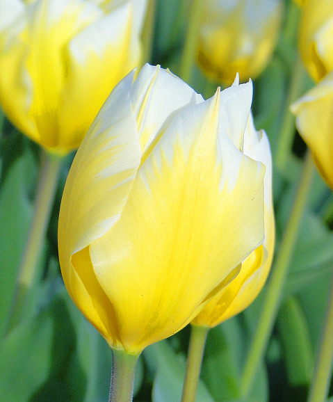 Тюльпан гибрид фостера Свитхарт