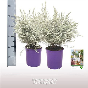Eremophila Nivea Bush