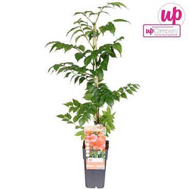 Campsis Radicans Flamenco (grafted)