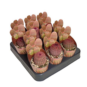 Echinocereus Rigidissimus Rubrispinus Potcover.