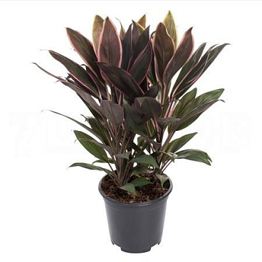 Кордилина Румба