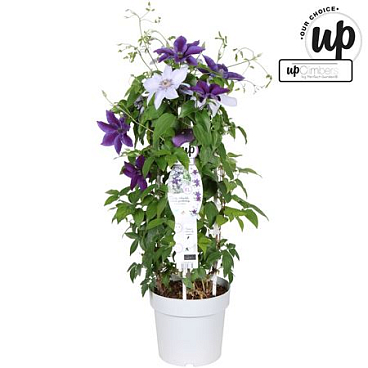 Clematis Blue-light Blue Double-up
