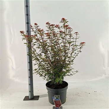 Acer Palm Jerre Schwartz