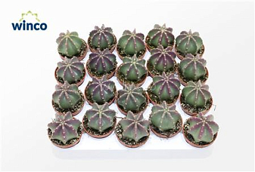 Echinocereus Inermis (purple)