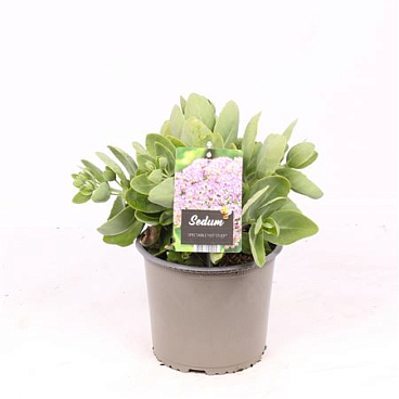 Sedum Spec Hot Stuff