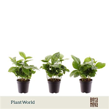 Coffea Arabica (decorum)