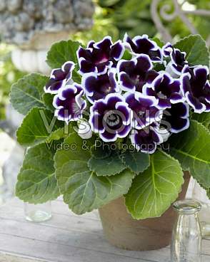 Глоксиния Кайзер Вильгельм