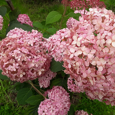 Гортензия древовидная Донкер Роуз Аннабель в тубе