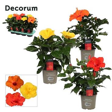 Hibiscus Mix 4pp (decorum)
