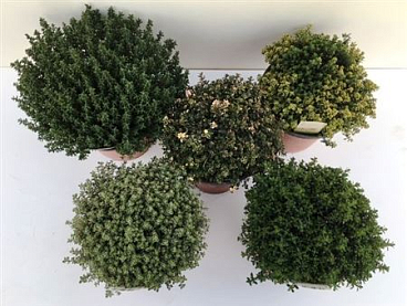 Thymus Mix