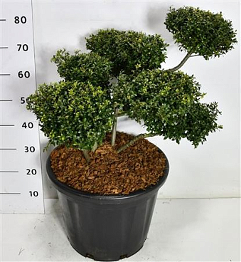 Ilex Cren Stokes
