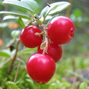 Брусника Коралл
