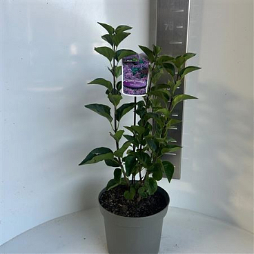 Syringa Vulg Sensation