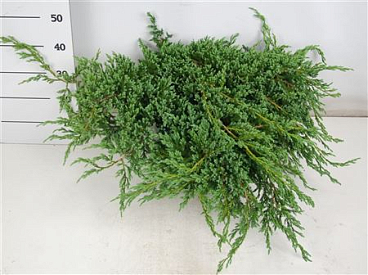 Juniperus Squa Blue Carpet