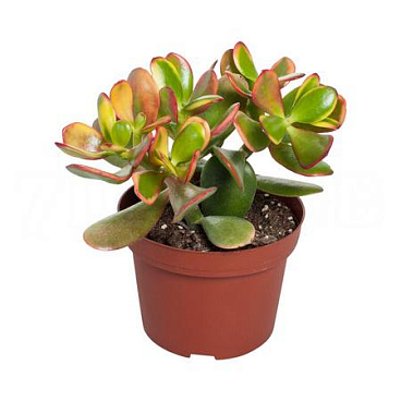 Крассула овата Сансет