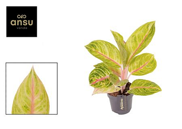 Aglaonema Rose Parakeet