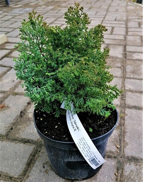 Кипарисовик туполистный Чабо Ядори