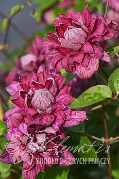 Клематис фиолетовый Пурпуреа Плена Элеганс