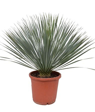Yucca Rostrata