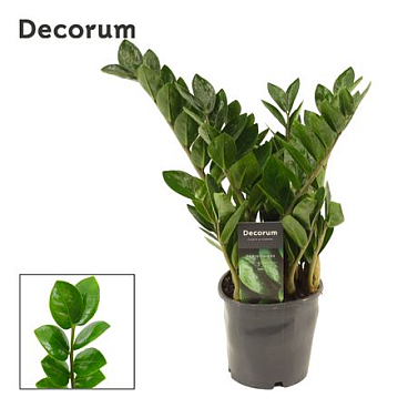 Zamioculcas Lima 5+